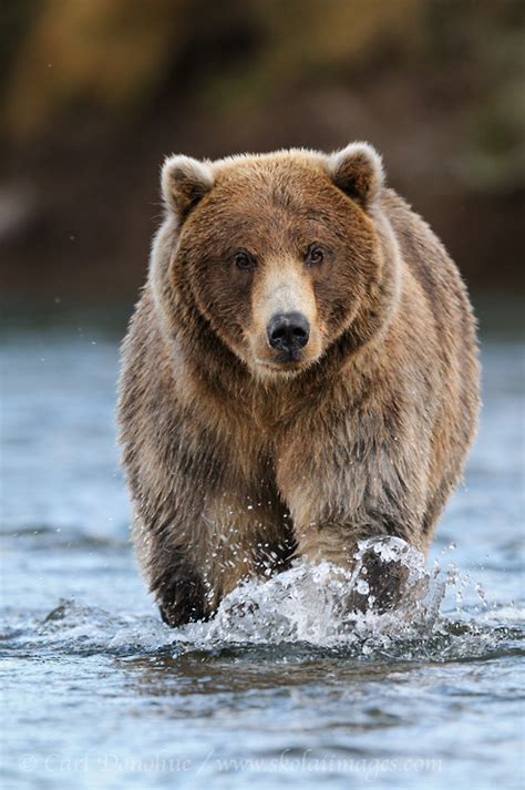 P_l_b but have fun with some other bear pics too. Grizzly Bears Archives | Skolai Images