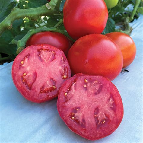 Rubee Dawn Hybrid Tomato New Items Totally Tomatoes