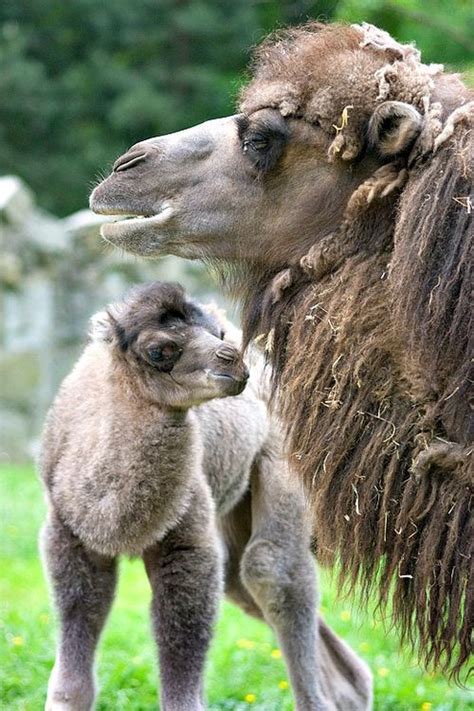 It is a pack animal, good for carrying loads and walking distances. Pin on I Love Camels