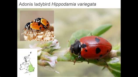 An Introduction To Identifying Ladybirds In The Uk Part 2 Youtube