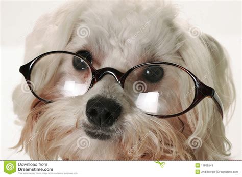 Smart Dog With Glasses Stock Image Image Of Standard 11869543