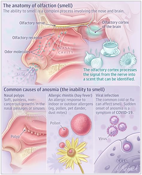 If a person has a partial sense of smell, it's called hyposmia. What Is Anosmia? | Olfaction and Taste | JAMA | JAMA Network