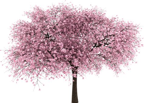 white cherry blossom tree png bremmatic white cherry blossom branch png 19 high quality