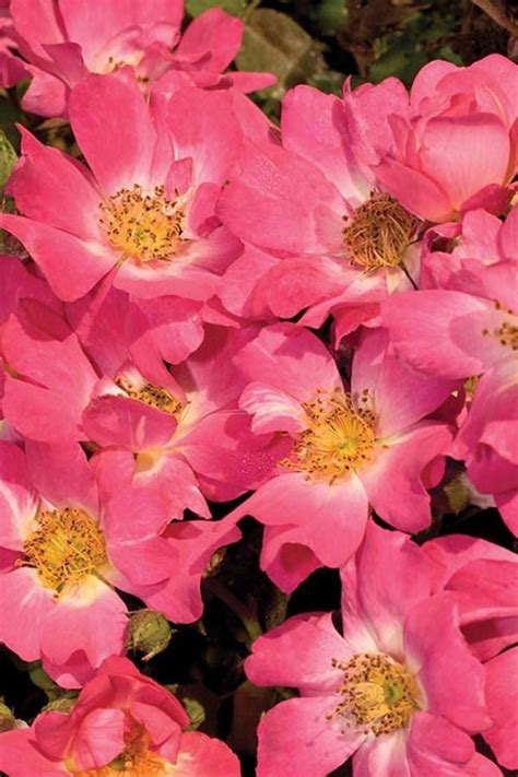 The Pink Drift Rose Is A Low Growing Shrubgroundcover Rose With