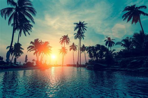 Palm Tree Wallpapers 05 Best Free Palm Tree Hd Wallpaper For Laptop In