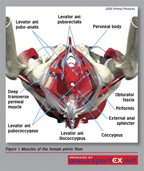 (c, d) superior views of the muscles of the female pelvic floor. Muscles of the female pelvic floor | sportEX medicine 2010 ...