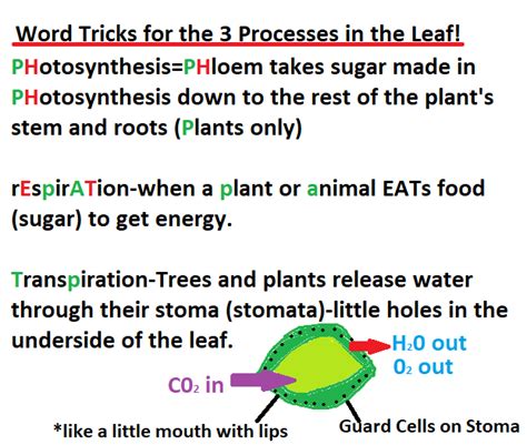 ✎ crossword puzzle ✎ answer key. Answer Key Photosynthesis And Cellular Respiration ...