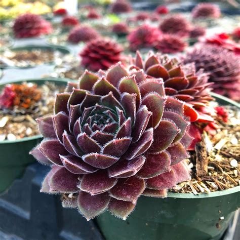 All You Need To Know About Sempervivum Red Beauty