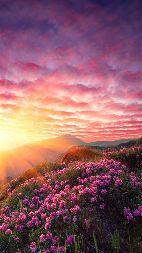 Beautiful Morning Sunrise Flowers Amalina