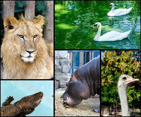 Animal In Zoo Collage 23279063 Stock Photo At Vecteezy