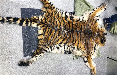 Poachers Who Killed Two Endangered Amur Tigers Detained In Russian Far East