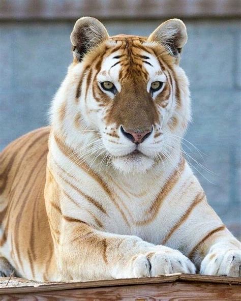 Golden Tiger Rpics