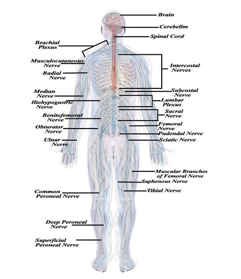 The Nervous System Of Human
