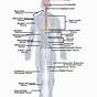 Human Body Nervous System Chart