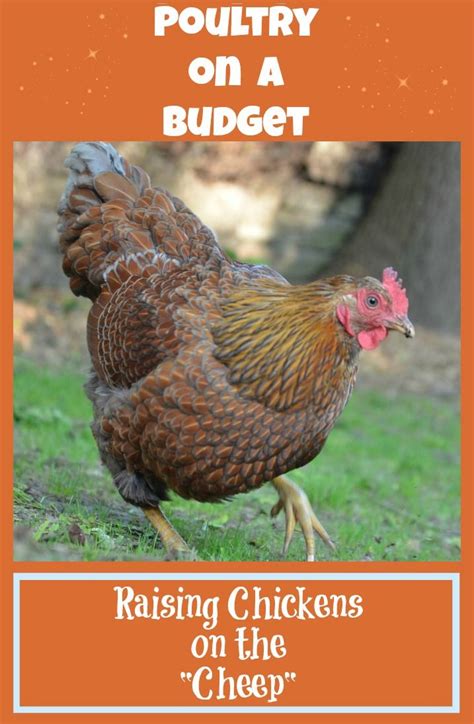 First i would like to state that, as always, it is important not to rush to assist a hatch. Poultry on a Budget: How to Save Money Raising Chickens ...