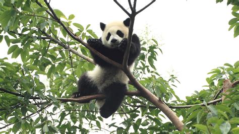 Funny Panda On Tree Wallpaper