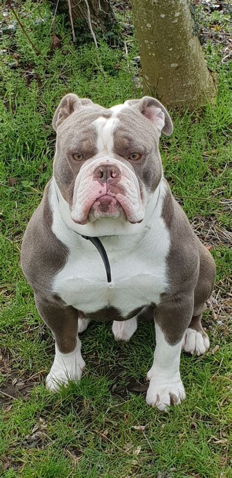The loose skin of the head, furrowed brow, pushed Lilac old English bulldog | Derby, Derbyshire | Pets4Homes