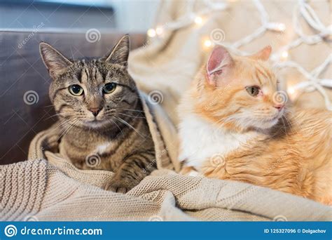 Two Cats Lying On Sofa At Home Stock Photo Image Of Cute