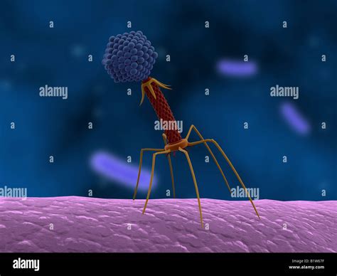 Bacteriophage Attacking Bacteria Stock Photo Alamy