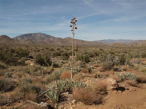 Maybe you would like to learn more about one of these? Marshal South Cabin - Completed Trips - Anza Borrego Desert