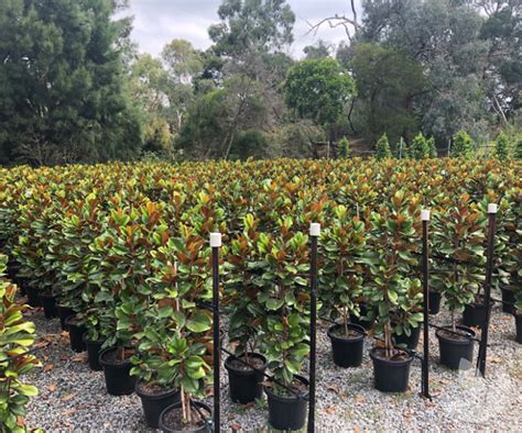 The litter takes a long time to decompose, so be prepared to rake if you don't want the mess. Evergreen Magnolia - Blog - Speciality Trees