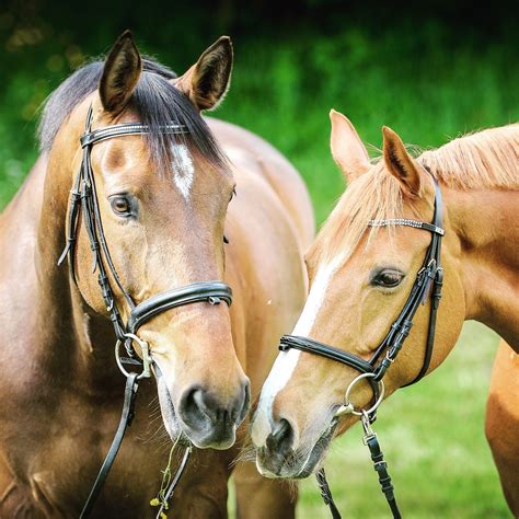 Two Brown Horses In Bridles With Their Heads Close To Each Other Horse