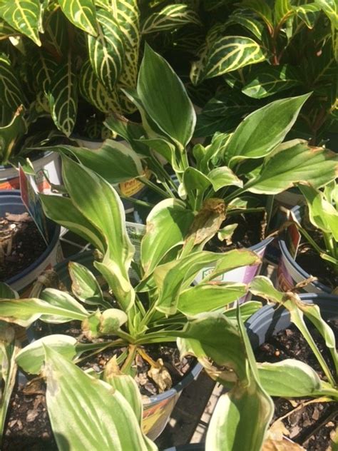 Hostas In Florida Miss Smarty Plants