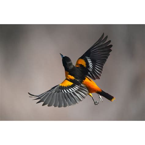 Ebern Designs Male Baltimore Oriole Bird In Flight Wrapped Canvas Photograph Wayfair