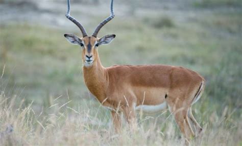 21 Highest Jumping Animals In The World