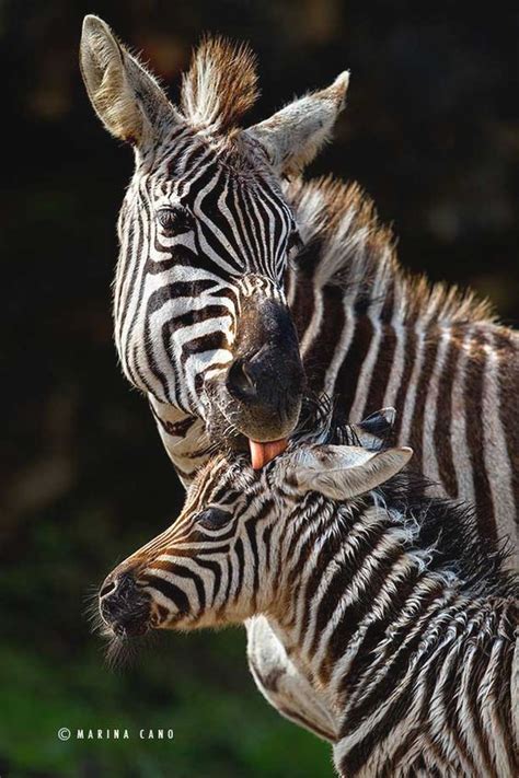 Zebras Stay With Their Moms About 16 Months So Thats A Year And 4