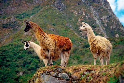 Flora Y Fauna En Cusco