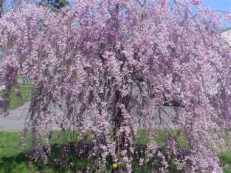 Find images of willow tree. Weeping Cherry Willow Tree | Fav's | Pinterest