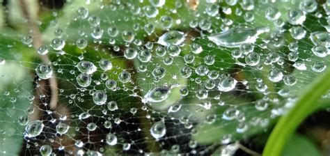 Morning Dew Drops Isolated In Cobwebs Form A Beautiful Pattern Macro