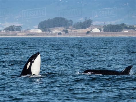 Transient Type Killer Whale Orcinus Orca Spy Hopping In Monterey Bay