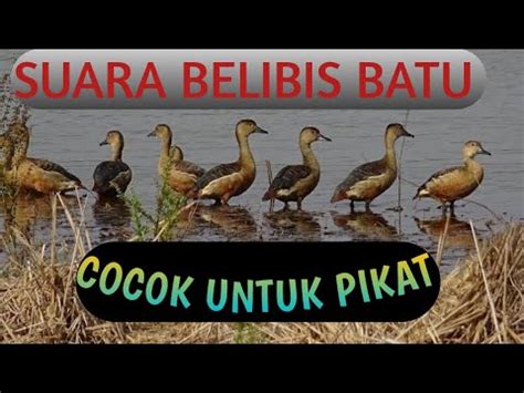 belibis batu
