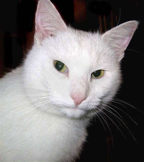 White Cat Free Stock Photo Public Domain Pictures