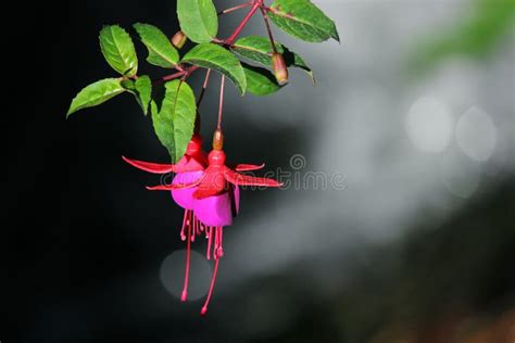 Lady S Eardrops Red And Purple Fuchsia Magellanica Flower Stock Image