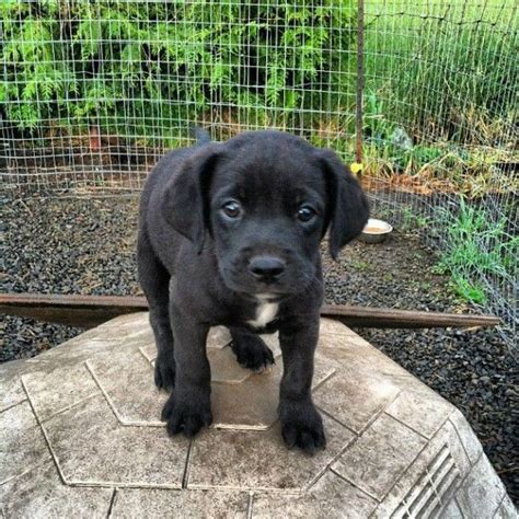 Border collies are ranked number one in stanley cohen's 'the intelligence of dogs' and it would be hard to find a breed that is more receptive to training than the border collie. Border Collie Puppies Oregon