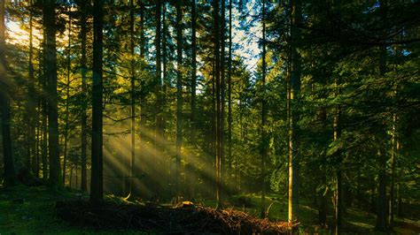 Green Sunlight Nature Forests Trees Coolwallpapersme