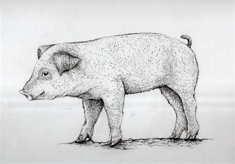 Pig Drawing - Cliparts.co