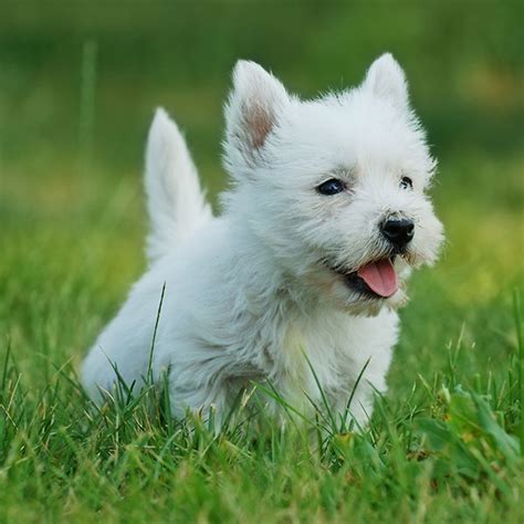 1 West Highland White Terrier Puppies For Sale By Uptown Puppies