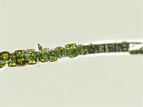 Blue Green Filamentous Algae Under Microscopic View Stock Photo Image
