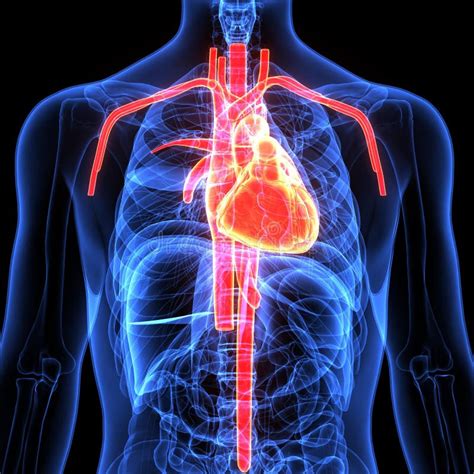 Ilustração 3d Da Anatomia Do Coração Do Corpo Humano Ilustração Stock