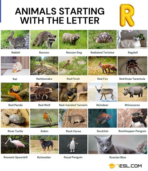 Animals That Start With R Names Of 24 Animals Starting With R 7esl