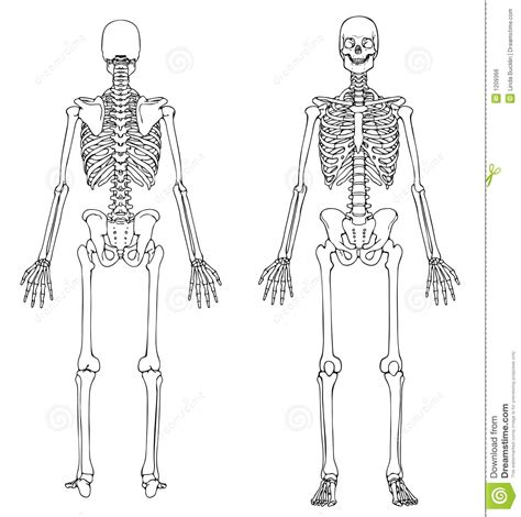 Esqueleto Humano Para Colorir