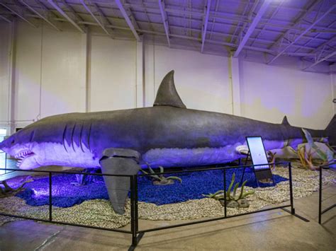 Worlds Largest Shark Megalodon