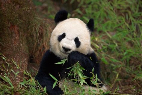 10 Places To See Giant Pandas Trip Planning Photo Gallery By