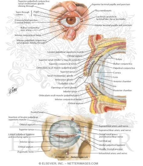 Lower Eyelid Anatomy Anatomy Subcutaneous Tissue Atlas Anatomy Sexiz Pix