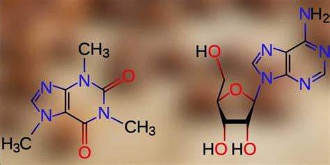 Heres What Happens To Your Brain On Caffeine