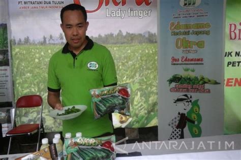 Masakan Okra Daging Sapi : Sayuran Okra Dari Mitra Tani ...